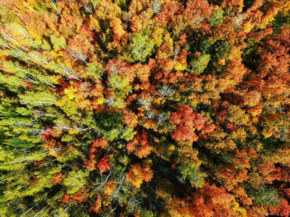 Forest drone green