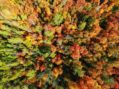 Forest drone green photo
