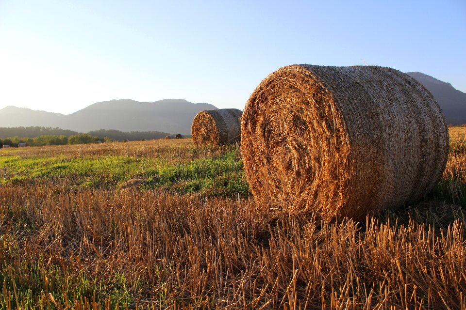 Agriculture slovakia hay