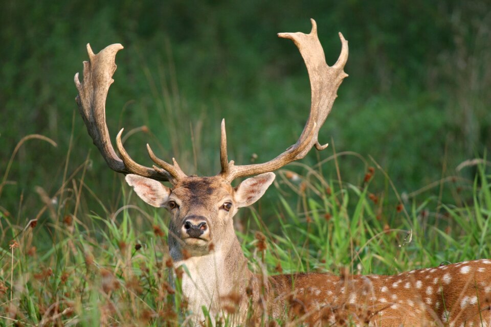 Antler carrier antler damm wild