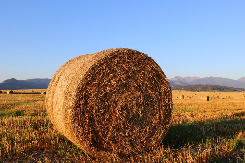 Agriculture slovakia hay