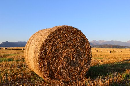 Agriculture slovakia hay