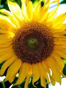 Summer sunflower petal photo