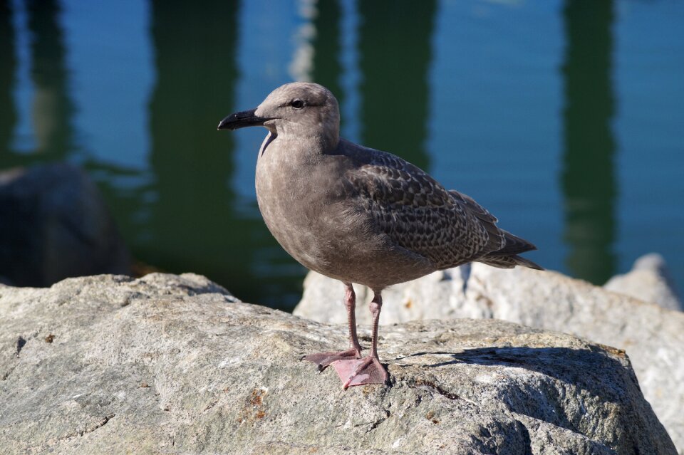 Bird sea bird watching