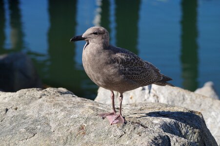 Bird sea bird watching photo