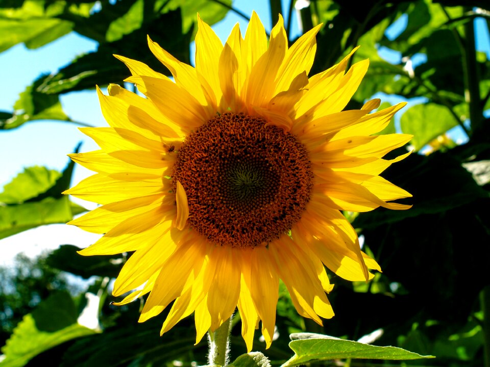 Summer sunflower petal