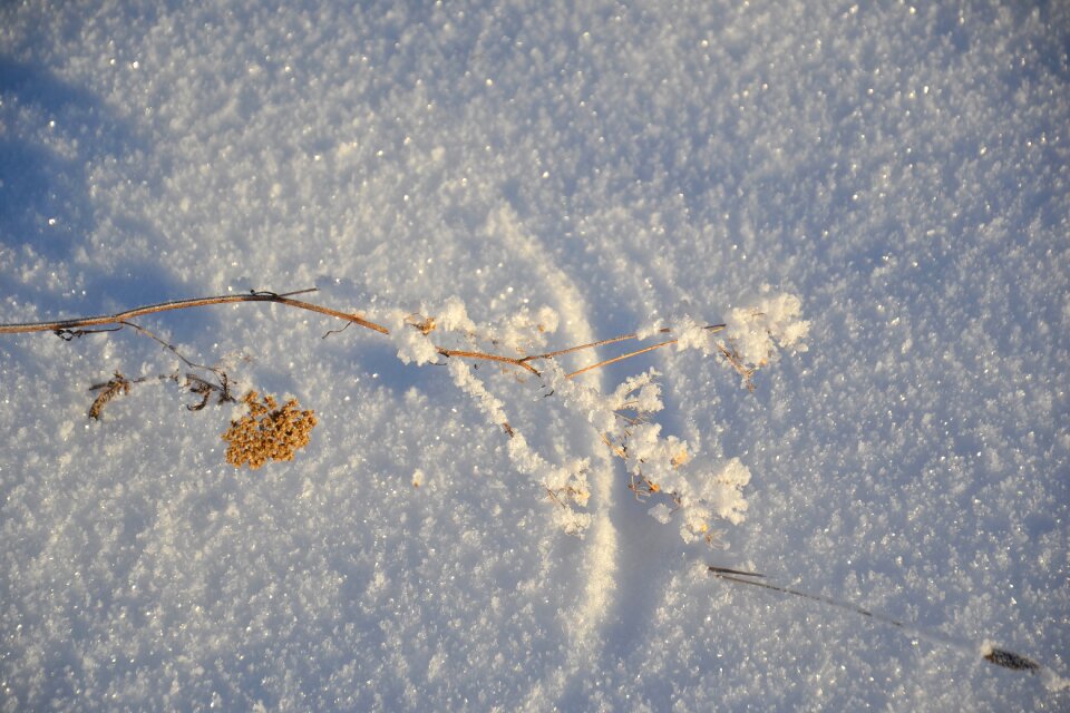Rime plants frozen