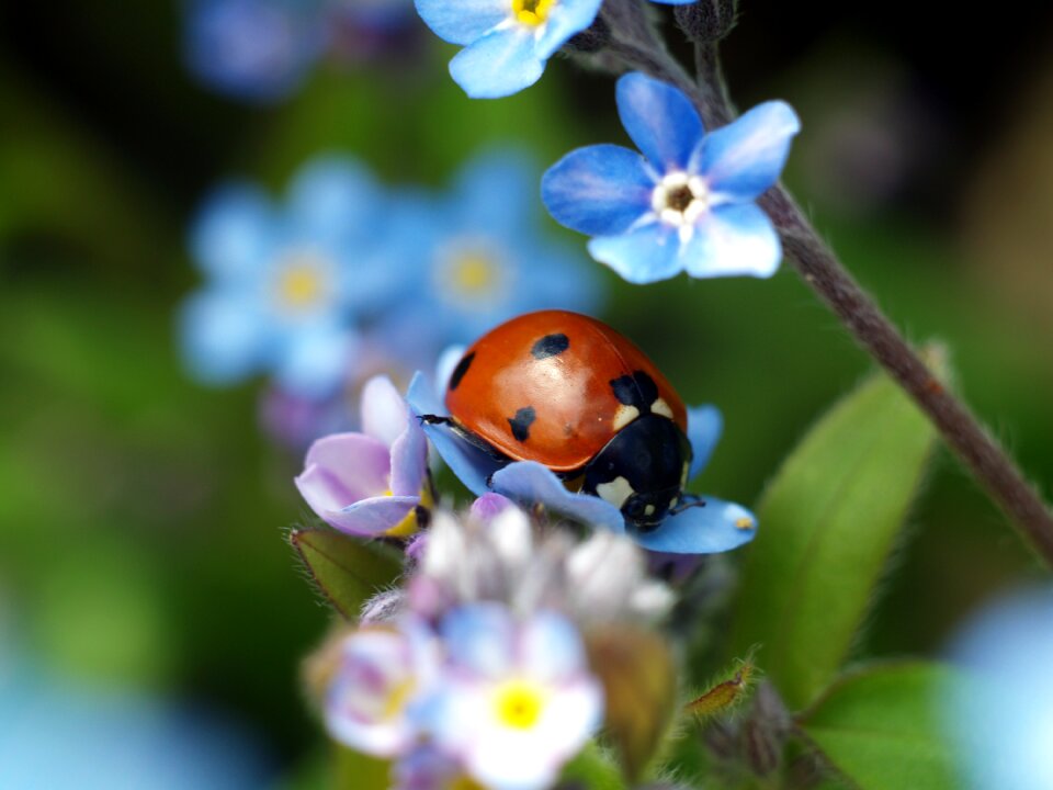 Insect leaf ladybug
