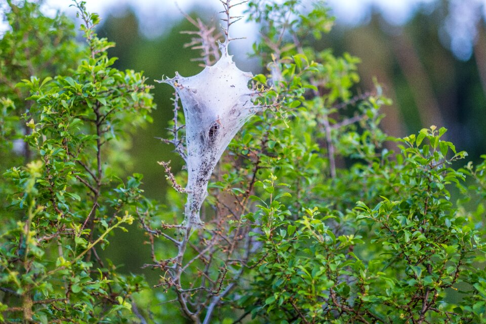 Leaf summer web