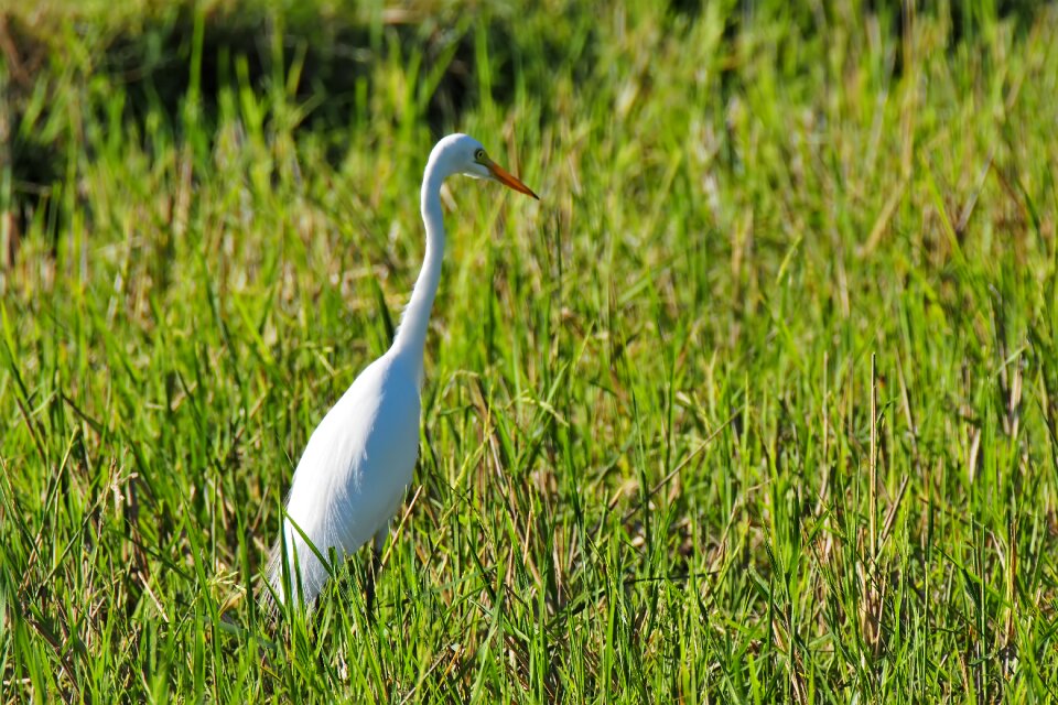 Bird wildlife wild