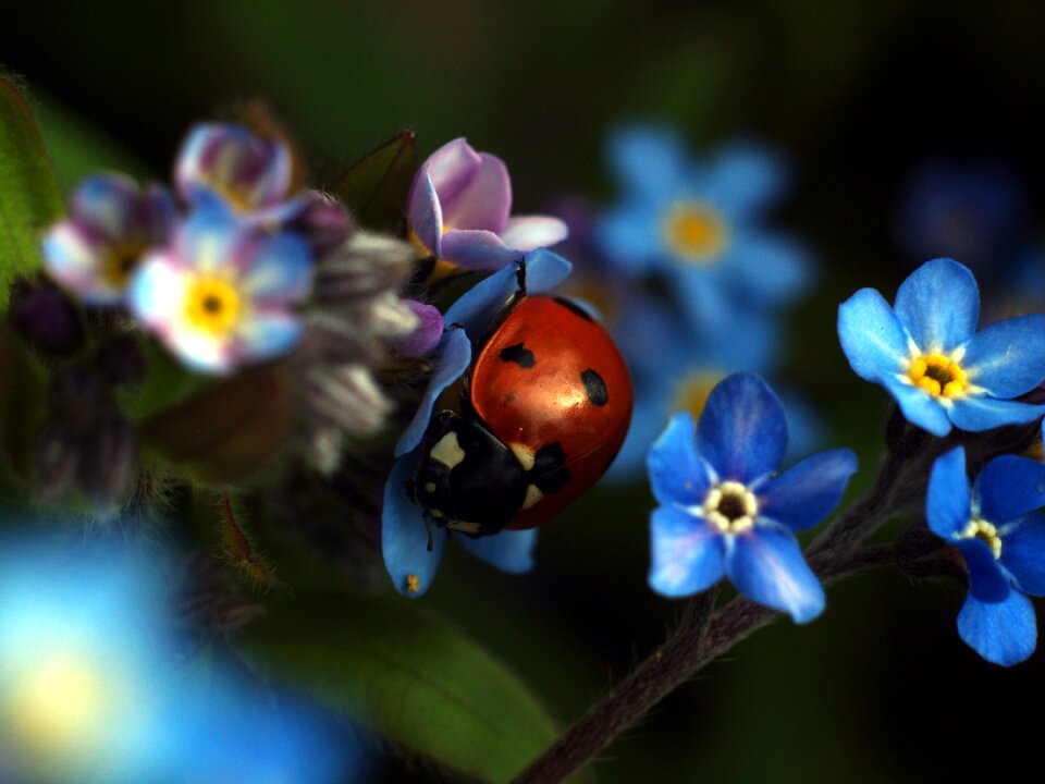 Insect leaf ladybug