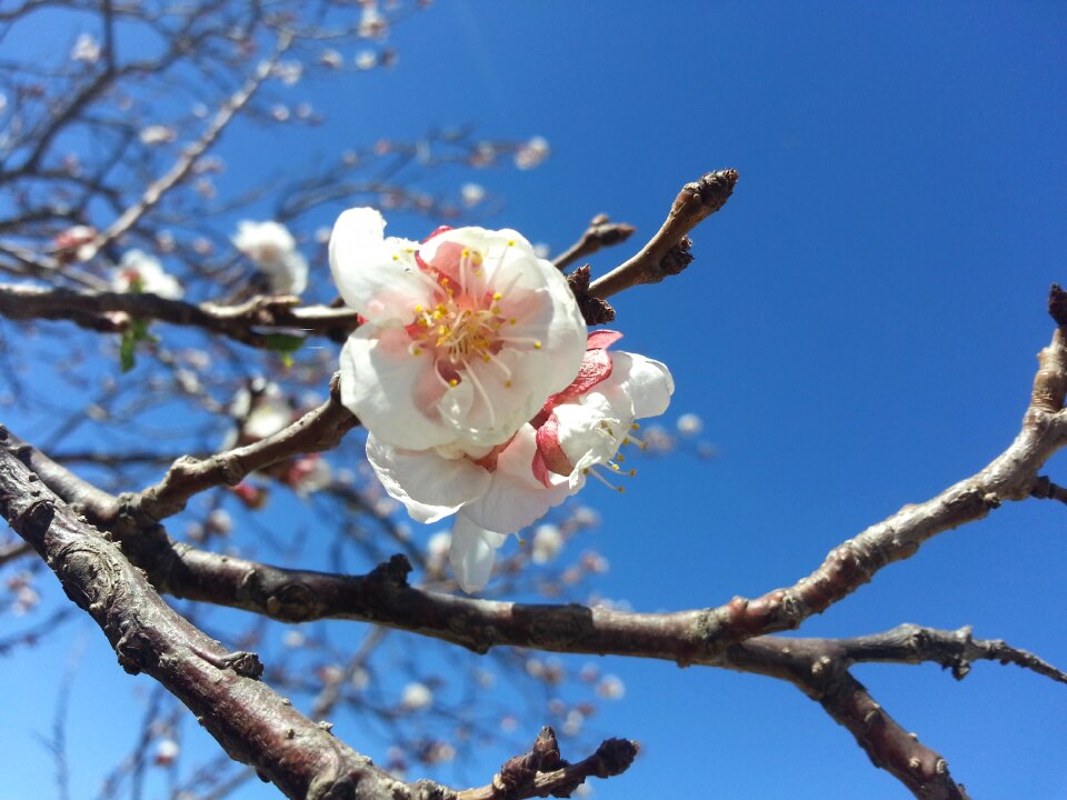 Blossom tree tree blossoms pink