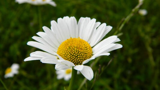 Summer flowers nature white