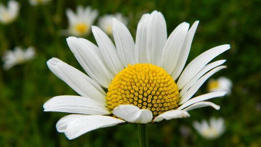 Summer flowers nature white