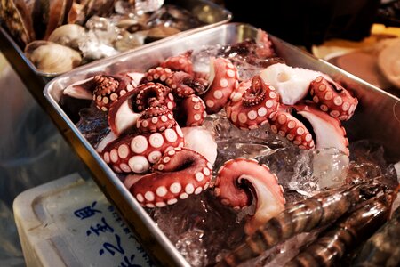 Tentacles ice food photo