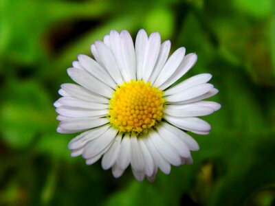 Flora nature plant