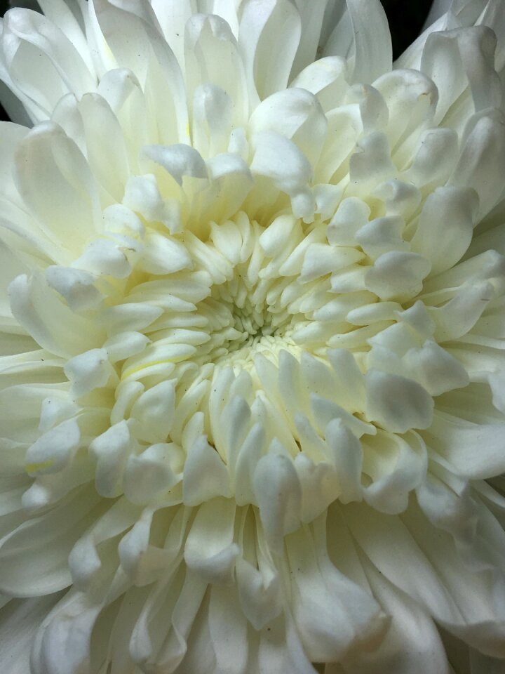 White petals nature