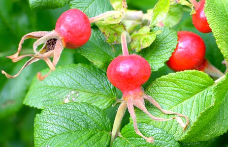 Bush nature fruit