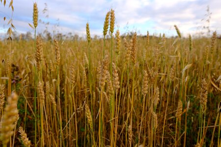 Field farm wheat photo