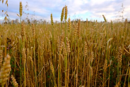 Field farm wheat