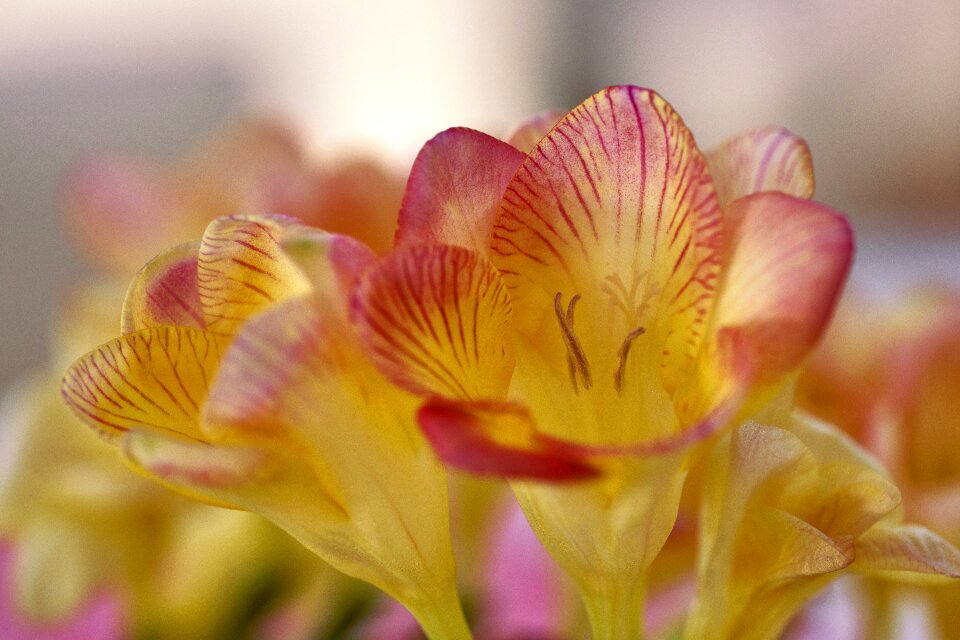Bloom plant yellow flower