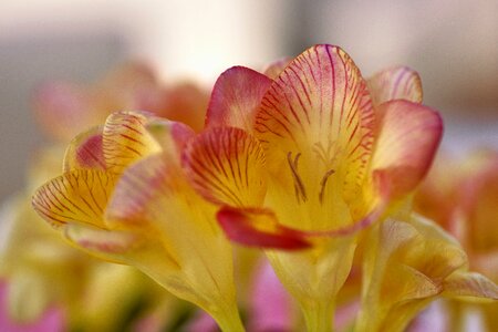 Bloom plant yellow flower