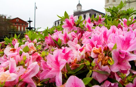 New orleans colorful new orleans french quarter photo