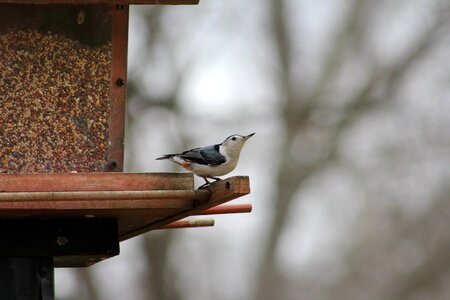 Nature bird feeder white-breasted nuthatch photo