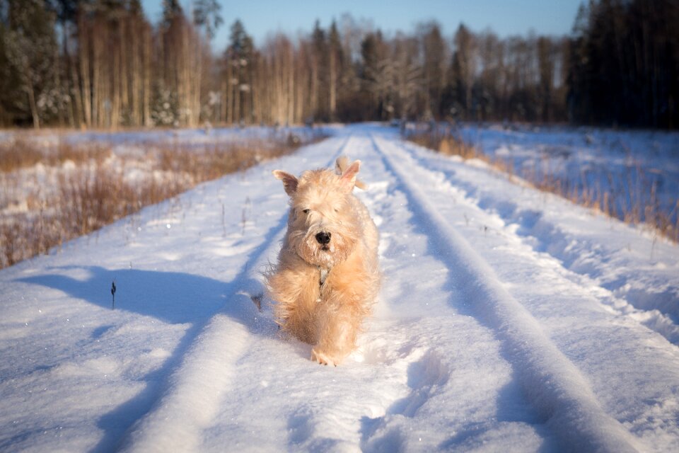 Frost frozen running