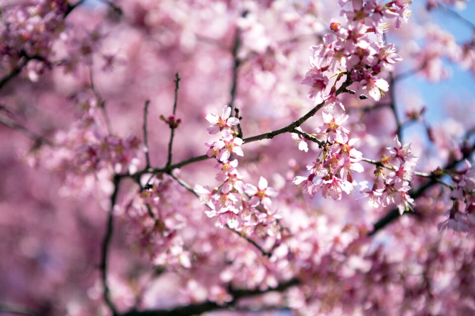 Branch season spring