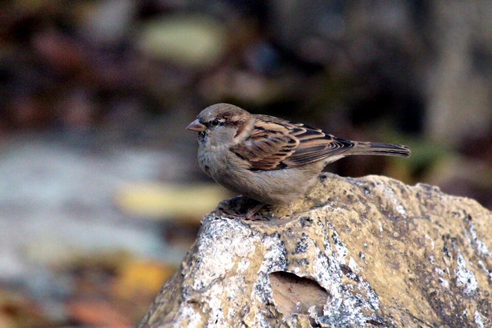 Nature bird living nature photo