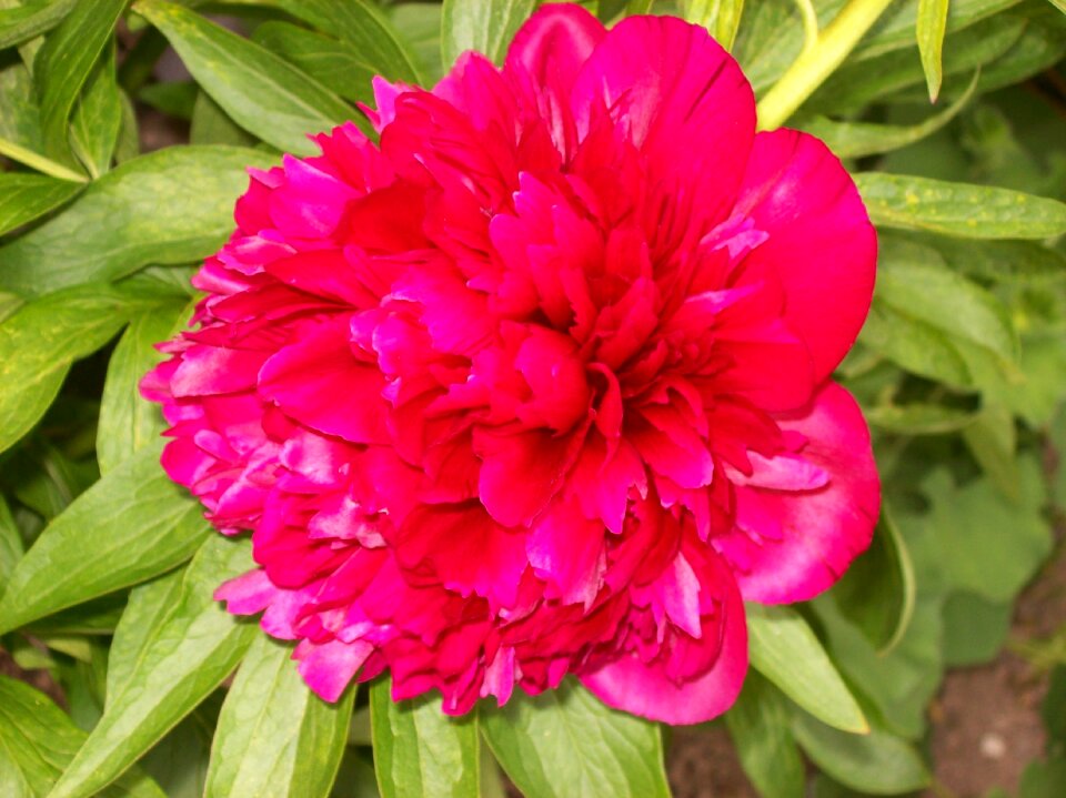 Blossom spring floral
