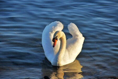 Water bird white nature