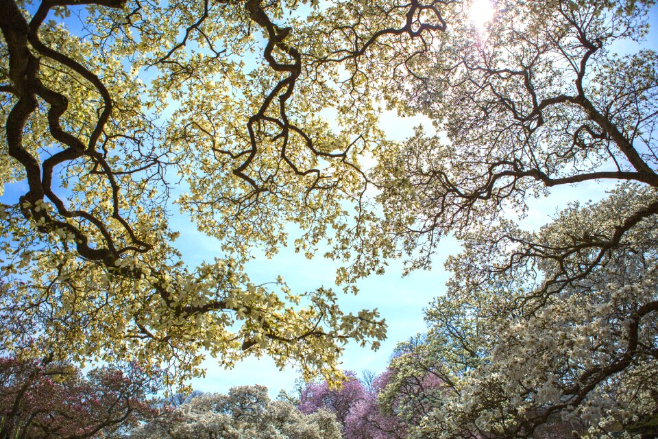 Wood season magnolia