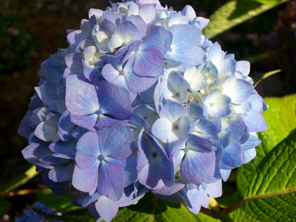Garden nature floral