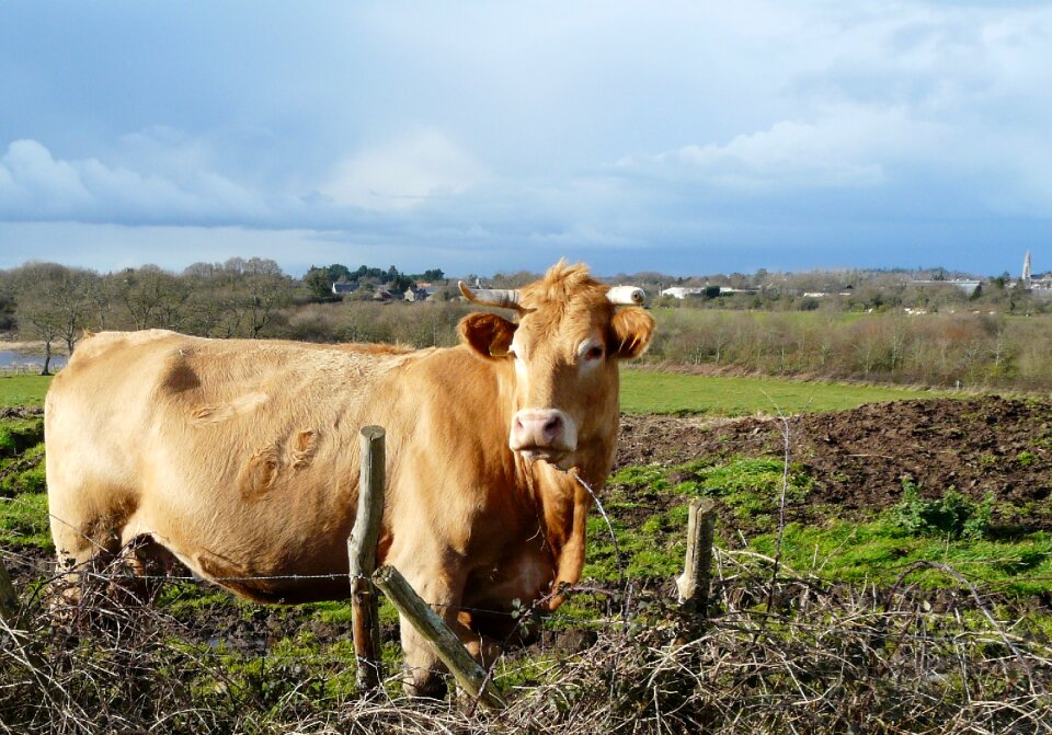 Agro-industry livestock field