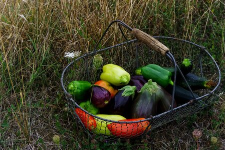 Power bio harvest
