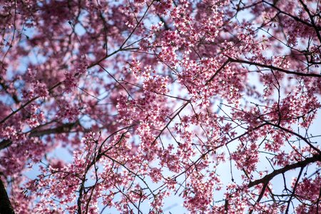 Season flower sakura