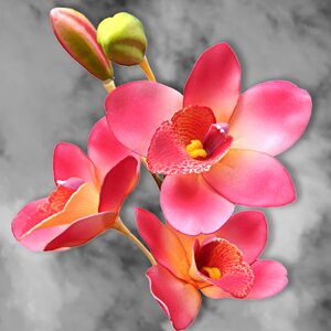 Petal tropical flowers