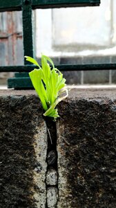 Ontogeny nature grass
