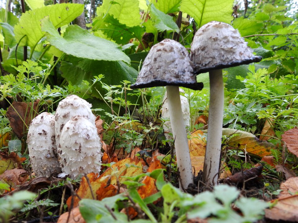 Autumn nature mushroom picking
