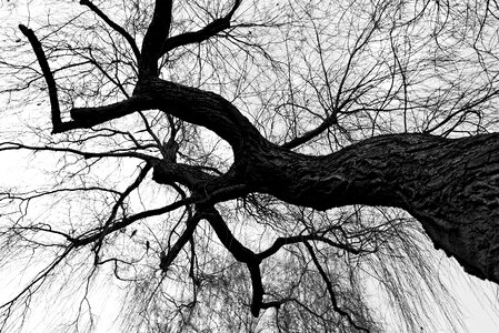 Branch bare tree winter tree photo