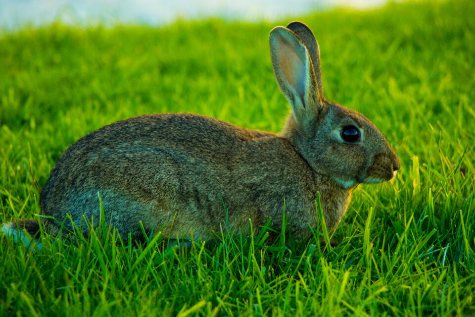 Wild rabbit green rabbit green bunny