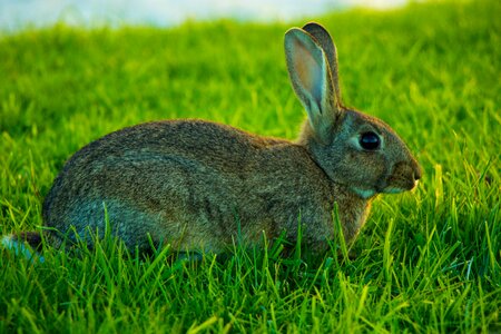 Wild rabbit green rabbit green bunny photo