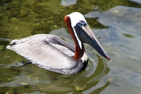 Bird wild zoo photo