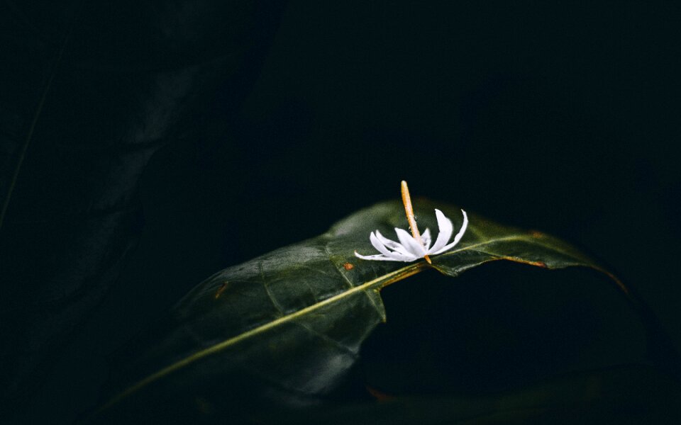 By nature green flowers