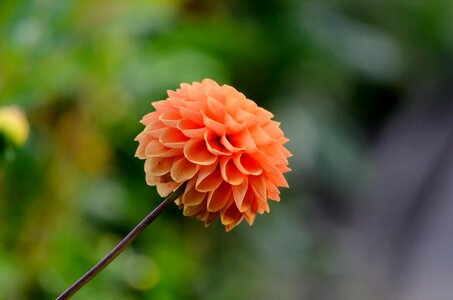 Blossom bloom dahlia