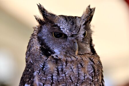 Raptor little owl portrait