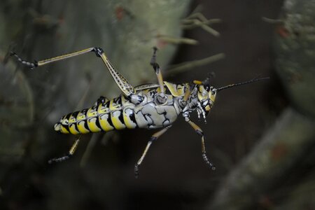 Insect nature locust