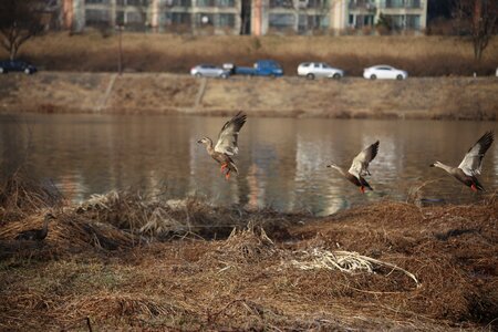 River bird nature